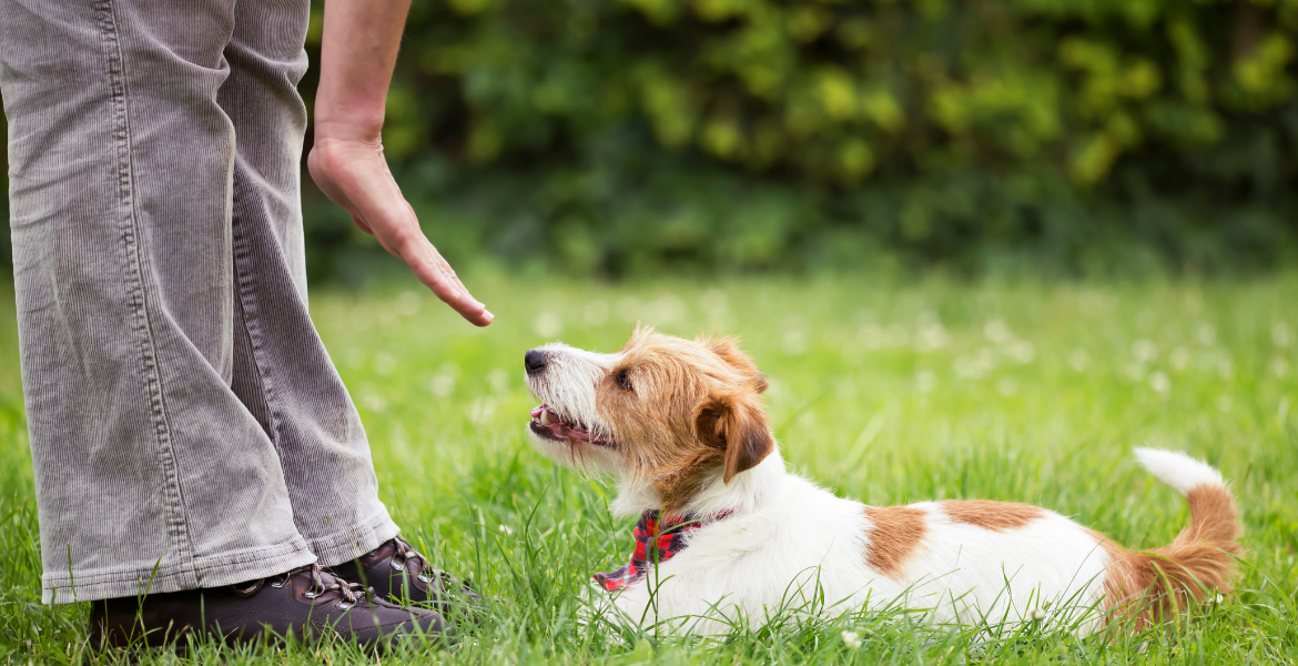 Evcil Hayvan Bakımı Eğitimi (pet hayvanları)